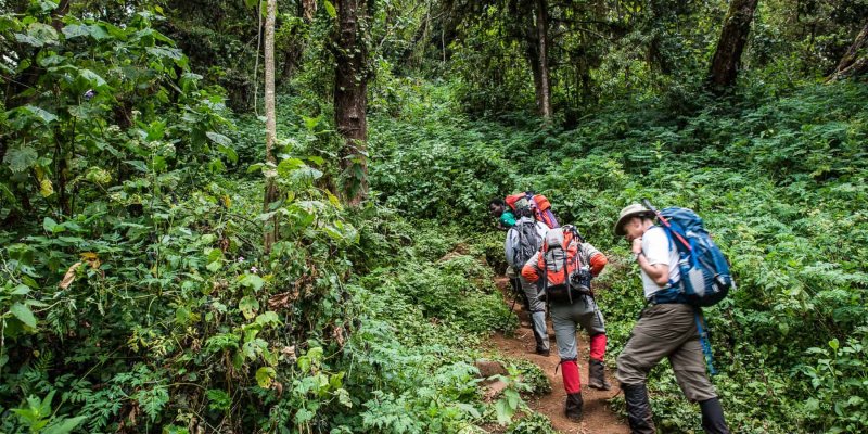 lemosho to kilimanjaro